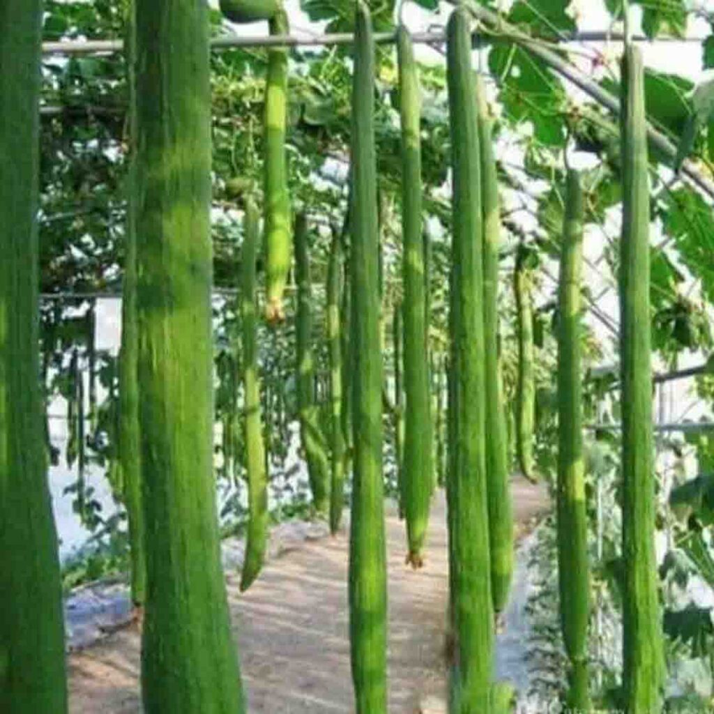 লুফা বীজ ২ প্যাকেট 499 টাকা
