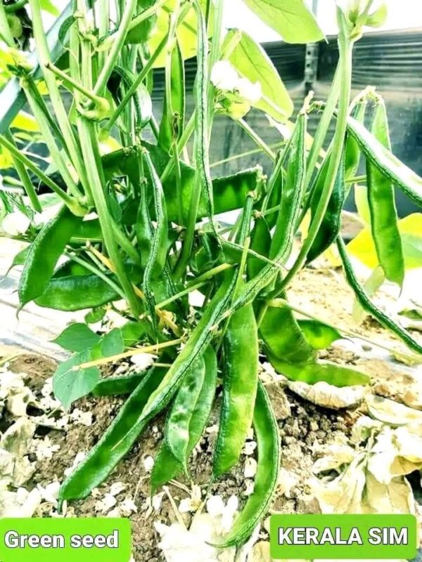 ৫ প্যাকেট বীজ ১০০০ টাকা