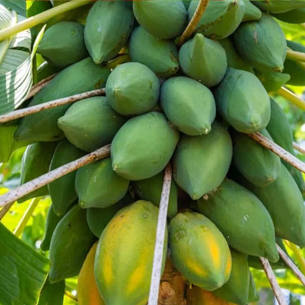 ১ প্যাকেট হাইব্রিড গ্রিন লেডী পেপে বীজ ৪৫০