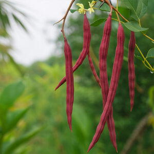 ১ প্যাকেট লাল সজিনার বীজ ৫৫০ টাকা