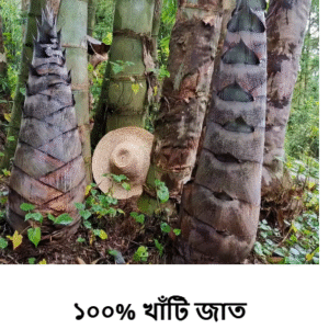 ১ প্যাকেট কিনলে ১ প্যাকেট ফ্রি: ৯৯৯ টাকা