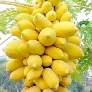 ১ প্যাকেট হলুদ পেঁপে বীজ
