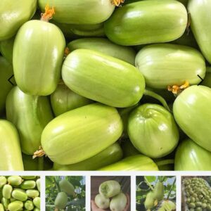 ১ প্যাকেট জেড শসার বীজ 390 টাকা