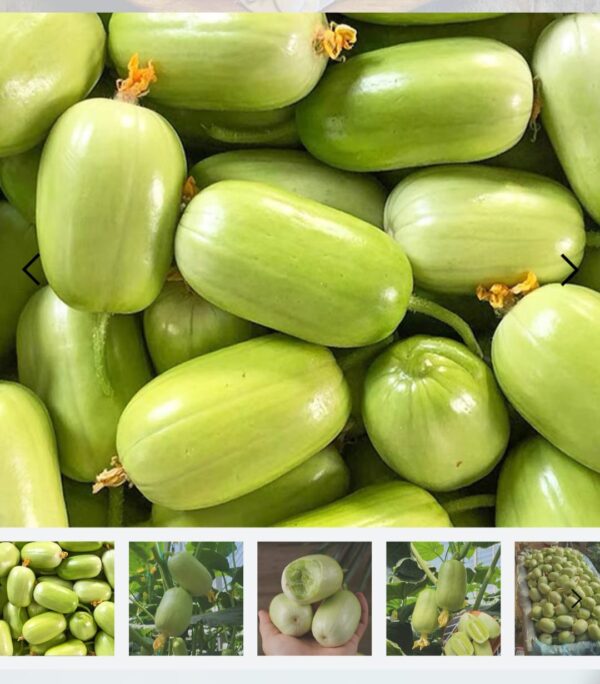 ১ প্যাকেট জেড শসার বীজ 390 টাকা