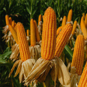 প্রতি কেজি মাত্র ৭০০ টাকা