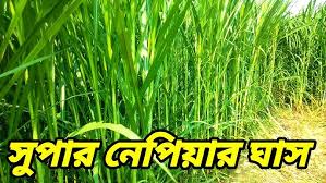 ইন্দোনেশিয়া স্মার্ট নেপিয়ার ঘাস বীজ ১ কেজি  ৮০০ টাকা