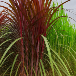 লাল নেপিয়ার ঘাস ১ কেজি ৮00 টাকা