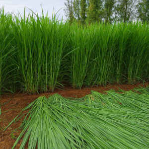 সুপার নেপিয়ার ঘাস ১ কেজি 700 টাকা