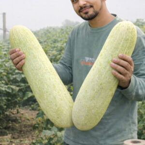 বড় শসা বীজ 2 প্যাকেট 800 Tk