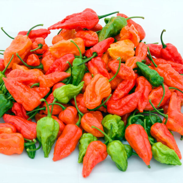 নাগা মরিচ 2 প্যাকেট 800 Tk