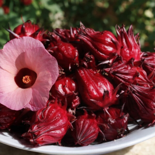 রোসেল (চুকাই) বীজ | Hibiscus sabdariffa Seed 20 gm Seed = 1000 Tk