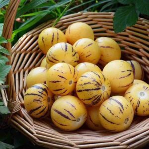 পেপিনো মেলন – ১ প্যাকেট মাত্র ৯৯৯ টাকা 🎁 সাথে পাচ্ছেন আরও ১ প্যাকেট সম্পূর্ণ ফ্রি!