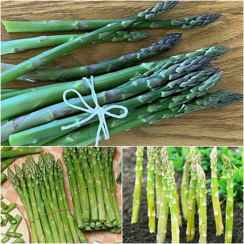 asparagus seeds