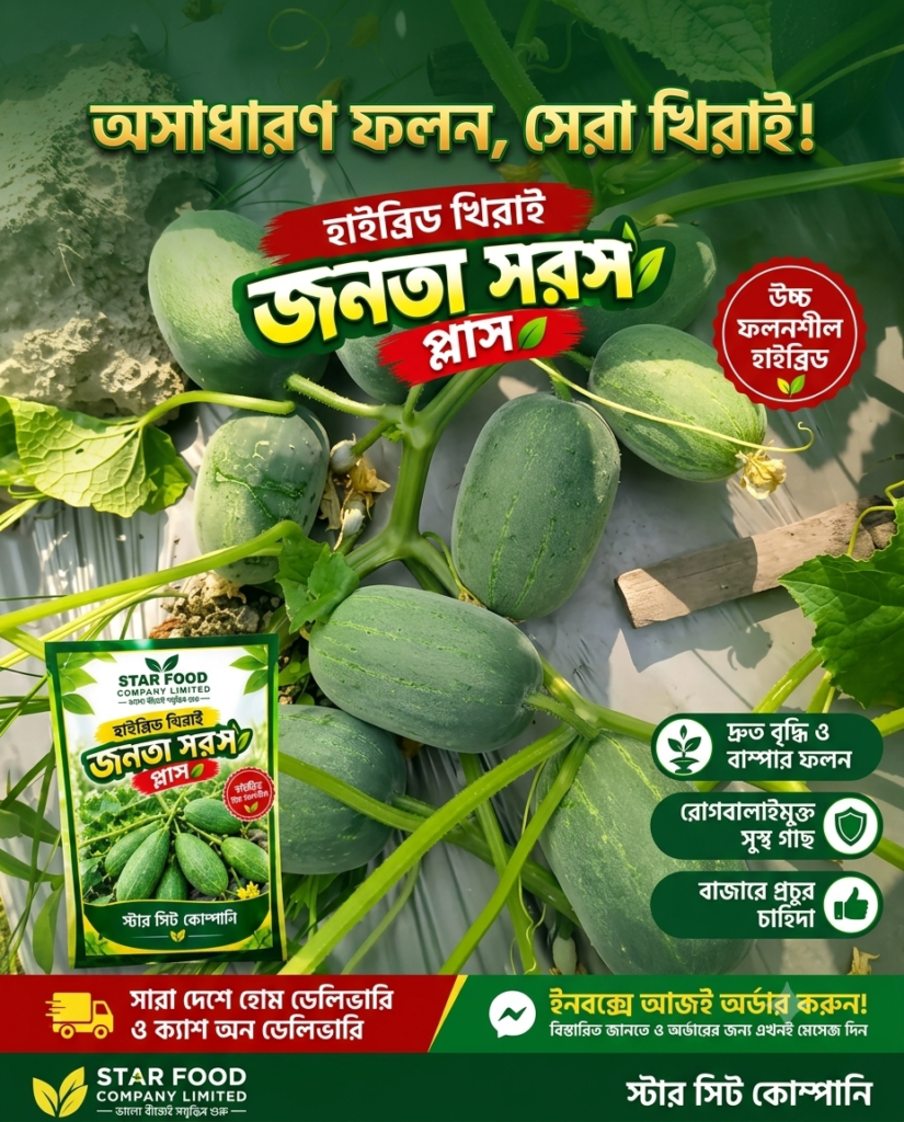 হাইব্রিড খিরাই - সরস প্লাস  10gm