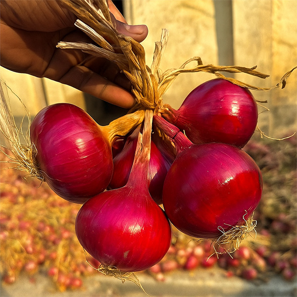 মিশরী মিষ্টি পিঁয়াজ বীজ 50 gm
