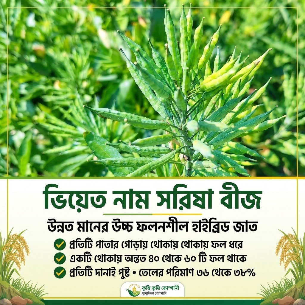 হাইব্রিড ভিয়েতনাম সরিষার বীজ 1 kg
